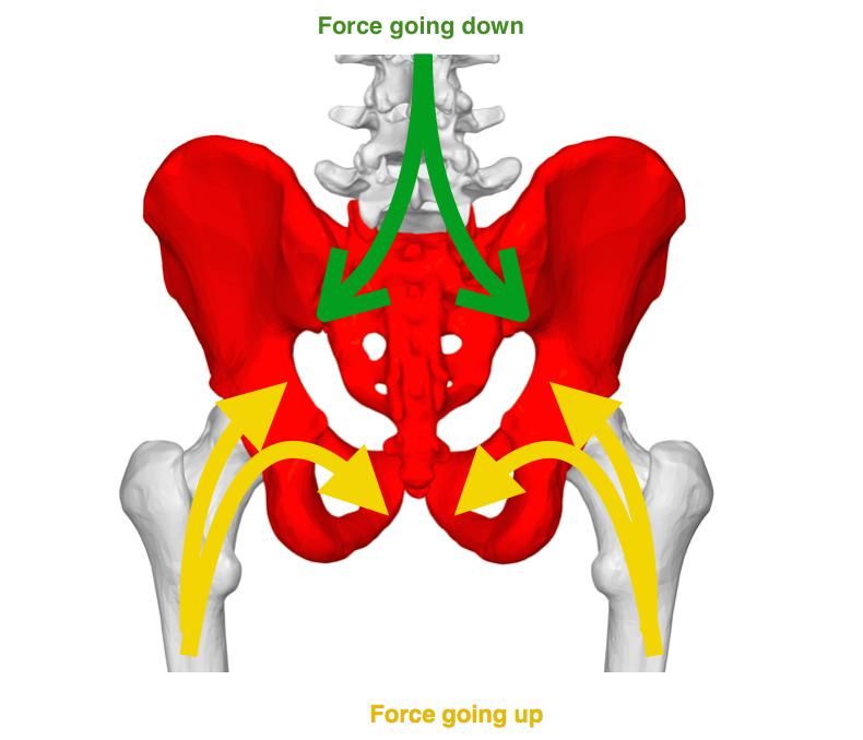 Sacroiliac joint -the Pandora's box of therapy - Daniel Baines Osteopathy